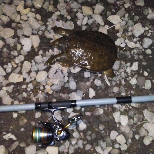 ウナギの釣果