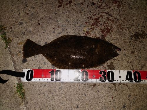ソゲの釣果
