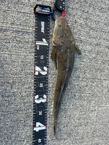 マゴチの釣果