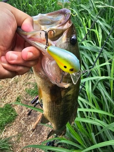 ラージマウスバスの釣果