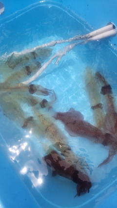 マルイカの釣果