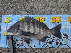 クロダイの釣果