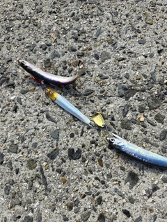 イワシの釣果