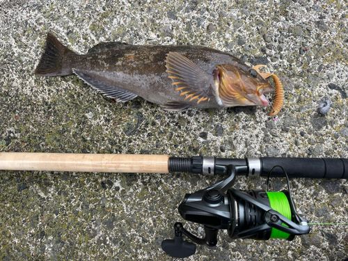 アイナメの釣果