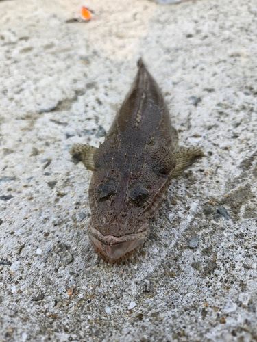 コチの釣果
