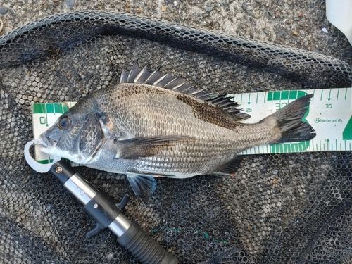 クロダイの釣果