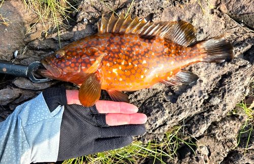 キジハタの釣果