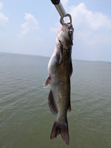 アメリカナマズの釣果