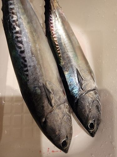 ソウダガツオの釣果