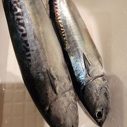 ソウダガツオ