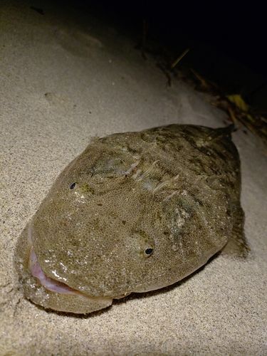 マゴチの釣果