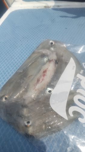 マルイカの釣果