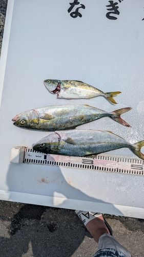 ハマチの釣果