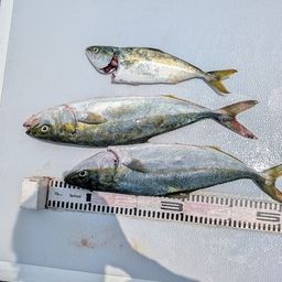 ハマチ
