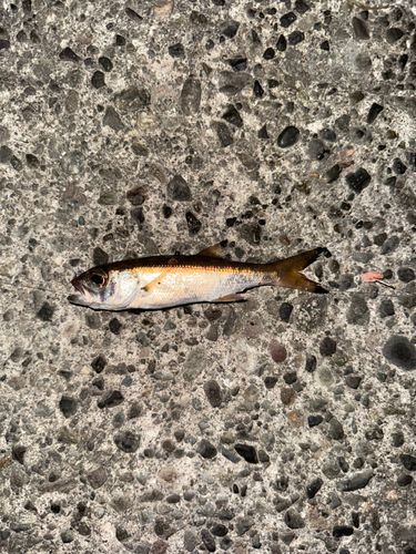 ムツの釣果