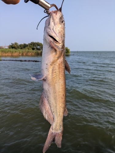 アメリカナマズの釣果