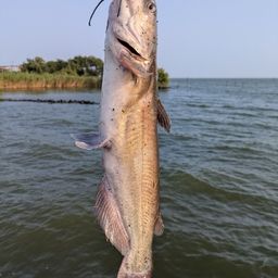 アメリカナマズ