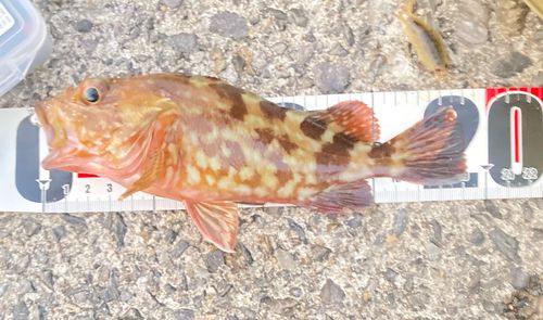 カサゴの釣果