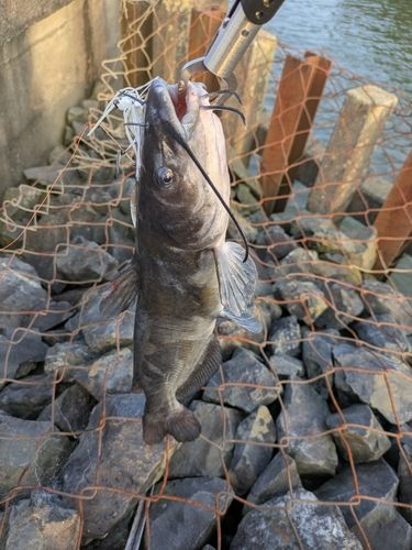 アメリカナマズの釣果