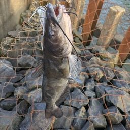 アメリカナマズ