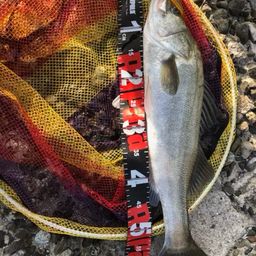 セイゴ（タイリクスズキ）