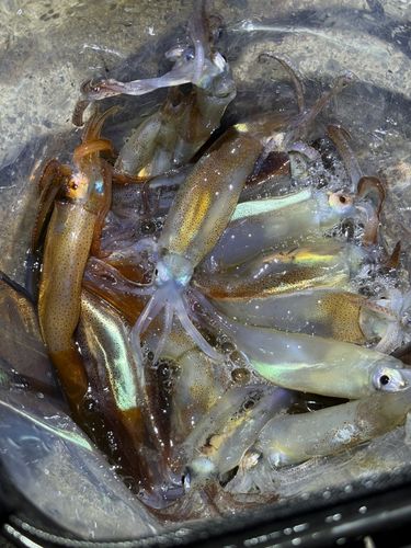 スルメイカの釣果