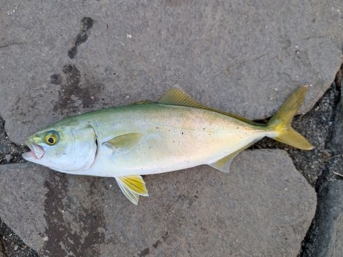 ワカシの釣果