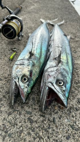 サゴシの釣果