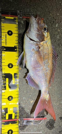 マダイの釣果