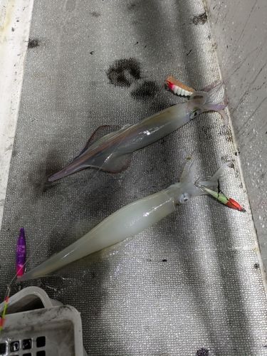 ヤリイカの釣果