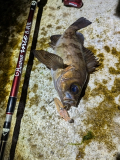 メバルの釣果