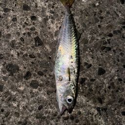 アジ