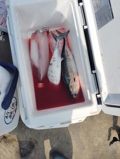 ハガツオの釣果