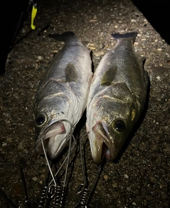 シーバスの釣果