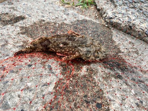 オニカサゴの釣果