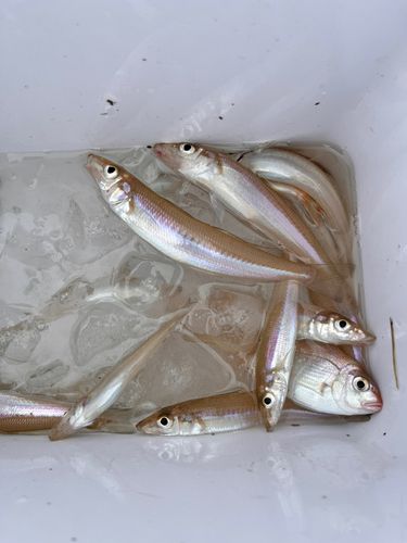 シロギスの釣果