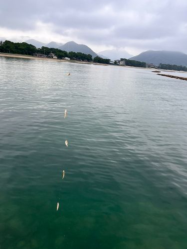 シロギスの釣果