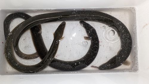 ウナギの釣果