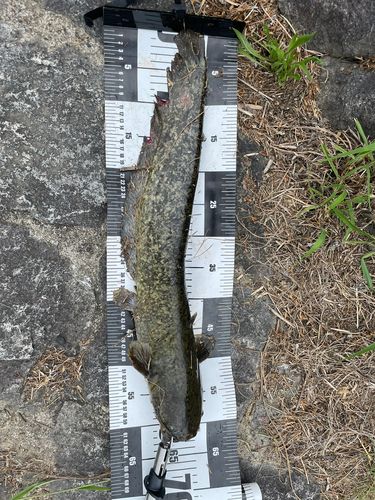 ナマズの釣果