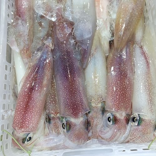 ケンサキイカの釣果
