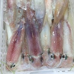 ケンサキイカ