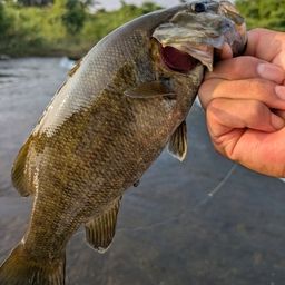 スモールマウスバス