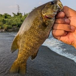 スモールマウスバス