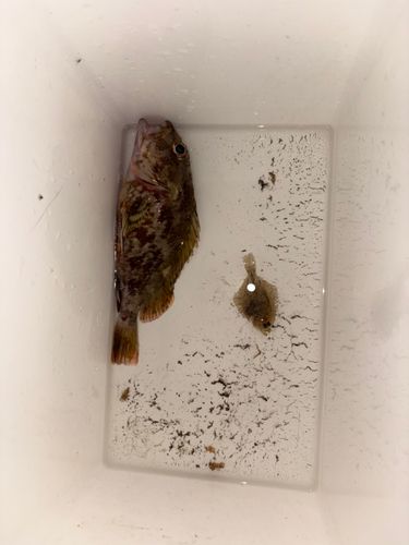 カサゴの釣果