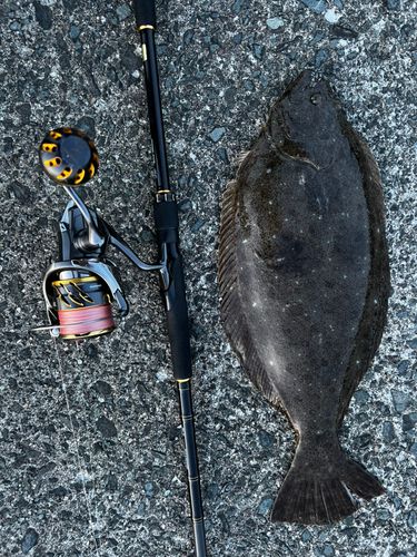 ヒラメの釣果