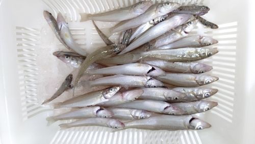 キスの釣果