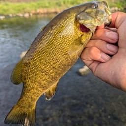 スモールマウスバス