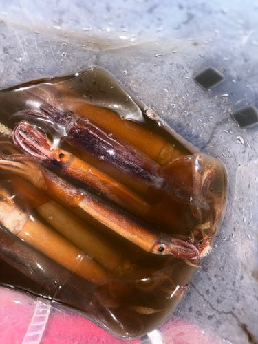 イカの釣果