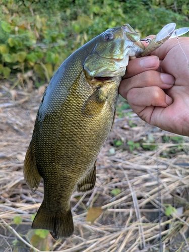 スモールマウスバスの釣果