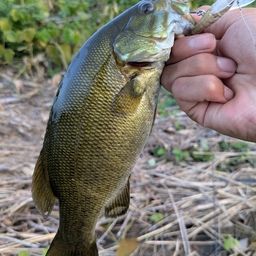 スモールマウスバス